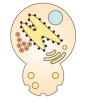 Given the wild type (normal) yeast on the left and the mutant yeast on the right,identify the defective phenotype for the mutant.     A) entry into the ER B) fusion of transport vesicles from the ER to the Golgi C) budding from the Golgi to secretory vesicles D) fusion of secretory vesicles with the plasma membrane