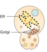 Given the wild type (normal) yeast on the left and the mutant yeast on the right,identify the defective phenotype for the mutant.     A) entry into the ER B) fusion of transport vesicles from the ER to the Golgi C) budding from the Golgi to secretory vesicles D) fusion of secretory vesicles with the plasma membrane