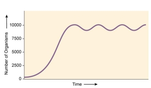 What is the carrying capacity for the population of beetles indicated by the graph?   A)  ~ 5,000 B)  ~ 10,000 C)  ~ 100,000 D)  ~ 2,500 E)  cannot be determined from the graph