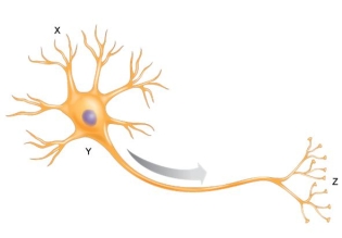 The arrow shows the direction of the nerve impulse in a neuron. Part X would represent an)    A)  axon. B)  dendrite. C)  cell body. D)  myelin sheath. E)  axon terminal.