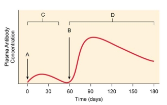 This is a graph of antibodies in an immunized person's blood. At point B _____ is given that enhances the immunity to the pathogen.   A)  a booster B)  the primary exposure to the vaccine C)  a dose of antibodies D)  a live pathogen E)  histamine
