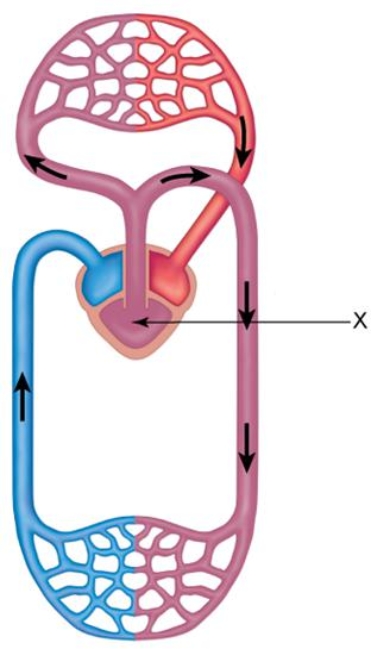 In the figure shown here, the blood in the chamber indicated by the arrow marked with  X    A)  is a mixture of O<sub>2</sub>-poor and O<sub>2</sub>-rich blood. B)  is poor in oxygen. C)  is rich in oxygen. D)  will all be pumped to the lungs. E)  will all be pumped to the systemic capillaries of the body.