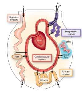 <strong>In the figure shown here, 2 represents _____, which moves) into the blood from the digestive tract. </strong> A) nutrients B) oxygen C) metabolic wastes D) carbon dioxide E) indigestible food particles