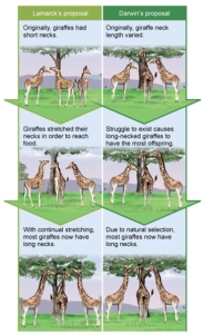 Interpreting this figure, which of the following is a similarity between Lamarck's proposal for evolution and Darwin's proposal?   A)  Both scenarios begin with a population of giraffes that contains variation. B)  Both scenarios expose the giraffes to an environmental pressure or challenge) . C)  Both scenarios involve only an individual, not a population. D)  Both scenarios involve differential reproductive success. E)  Both scenarios involve giraffes of equal fitness.