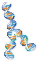 This figure represents   A)  replication. B)  translation. C)  transcription. D)  transformation. E)  base pairing.