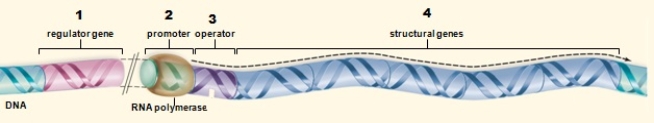 Which of the DNA sequences shown in the figure is/are bound by a regulatory protein?   A)  1 B)  2 C)  3 D)  1 and 4 E)  2 and 3