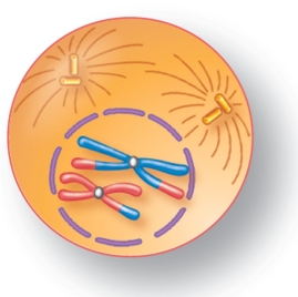 For the figure shown here, indicate the correct stage of meiosis and the diploid number of the cell.   A)  prophase I, 2n=4 B)  prophase II, 2n=4 C)  metaphase I, 2n=4 D)  metaphase II, 2n=2 E)  anaphase II, 2n=2