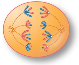For the figure shown here, indicate the correct stage of meiosis and diploid chromosome number.   A)  anaphase I, 2n=16 B)  anaphase II, 2n=16 C)  anaphase I, 2n=8 D)  anaphase II, 2n=8 E)  anaphase II, 2n=4