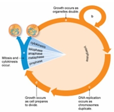 Refer to the figure below. Differentiated cells, such as nerve cells, would be in which of the following stages of the cell cycle?   A)  a B)  b C)  c D)  d E)  e