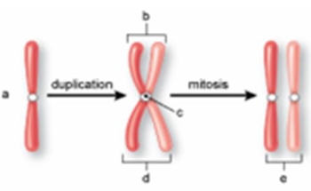 The structure labeled  c  in the following figure is called the   A)  centromere. B)  centriole. C)  sister chromatid. D)  spindle. E)  non-sister chromatid.