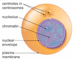 The figure below shows a cell in which stage of the cell cycle?   A)  anaphase B)  interphase C)  metaphase D)  prophase E)  telophase