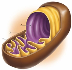 In Figure 7.1, part Y represents which part of a mitochondrion?   A)  outer mitochondrial membrane B)  cristae C)  mitochondrial matrix D)  intermembrane space E)  thylakoids