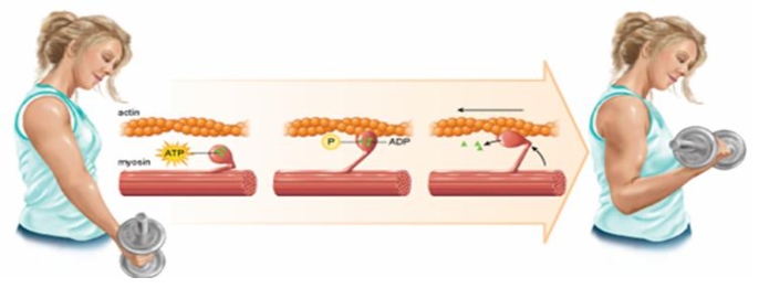 The figure below demonstrates which key concept regarding cell activities?   A)  coupled reactions B)  the first law of thermodynamics C)  enzyme inhibition D)  receptor-mediated endocytosis E)  active transport