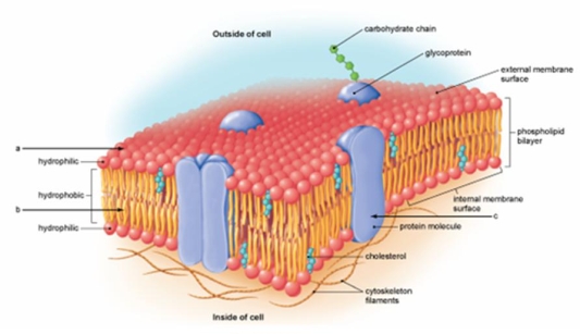 In what function do the embedded membrane proteins at  c  serve?   A)  simple diffusion B)  facilitated and active transport C)  support for the membrane D)  phagocytosis E)  osmosis