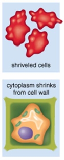 <strong>The figure below reflects how these two cells would respond in an) ________ environment. </strong> A) hypotonic B) isotonic C) hypertonic D) diffuse E) ionic