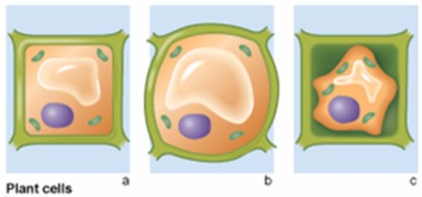 <strong>In the following figure, which cell exhibits the condition of plant cells that have been placed in a hypertonic environment? </strong> A) a B) b C) c D) Both a & b E) Both b & c