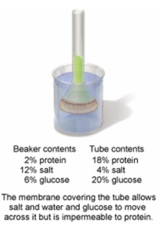 In the setup shown in the figure below, which of the following statements would describe what would be observed after 12 hours of time have elapsed?   A)  The level of the solution in the tube would rise because there are now more dissolved solutes present in the beaker than in the tube. B)  The level of the solution in the tube would lower because the glucose and salt would move into the tube. C)  The level of the solution in the tube would rise because there are now more dissolved solutes in the tube than the beaker. D)  The level of the solution would not change as the membrane prohibits any exchange between the tube and the beaker. E)  The level of solution in the tube would see no change because the solute levels are equal on both sides.