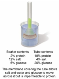 In the setup shown in the figure below, which of the following statements would describe the conditions observed after 12 hours of time have elapsed?   A)  The beaker contents will be hypertonic to the tube contents. B)  The tube contents will be hypertonic to the beaker contents. C)  The beaker and tube contents are isotonic to each other. D)  The beaker contents will be hypotonic to the tube contents. E)  The beaker contents and the tube contents will not have changed at all.