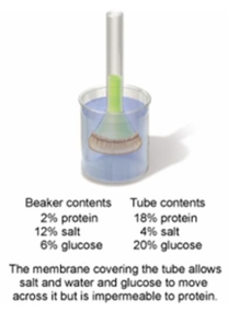 In the setup shown in the figure below, which process allows the water to move across the membrane?   A)  osmosis B)  active transport C)  phagocytosis D)  facilitated diffusion E)  passive transport