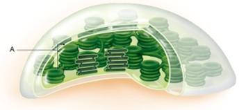 The stack of thylakoids labeled  A  in this figure is called   A)  chloroplast. B)  thylakoid space. C)  granum. D)  cristae. E)  stroma.