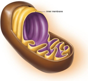 <strong>What does the folding of the mitochondrial inner membrane, shown here, provide? </strong> A) greater ability to allow for osmosis B) increased surface area for photosynthesis C) greater ability to remove waste from the cell cytosol D) greater surface area for ATP production E) increased space for protein synthesis