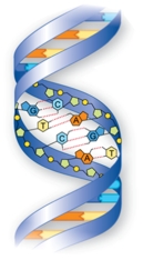 In the diagram below, the monomer that serves as the subunit to creating this organic molecule category is called   A)  nucleotide. B)  phosphate. C)  sugar. D)  base. E)  glucose.