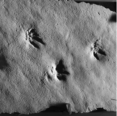 What type of fossil is shown in the picture?   A)  body fossil B)  trace fossil C)  permineralized fossil D)  cast fossil