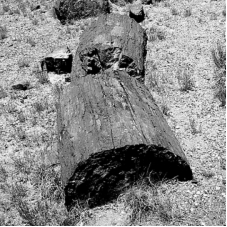 The following is an example of what type of fossil?   A)  trace fossil B)  permineralized organism C)  carbonized impression D)  mold or cast fossil
