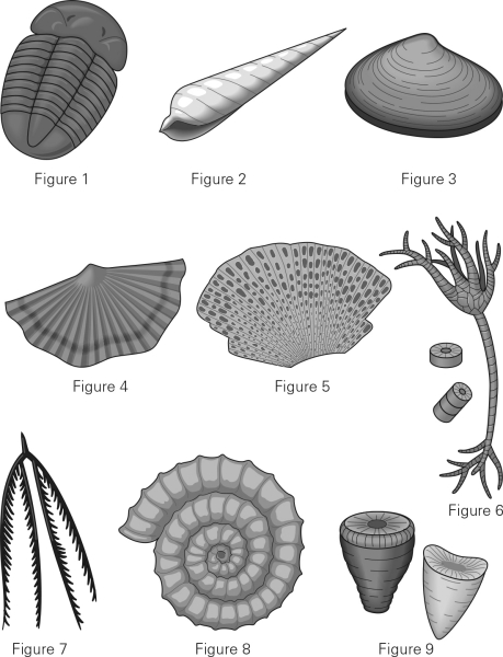 Which of the following is a brachiopod?   A)  Figure 1 B)  Figure 2 C)  Figure 3 D)  Figure 4