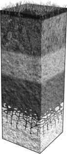 Label the different soil horizons on the image below,then provide a brief description of each horizon next to the corresponding layer.  