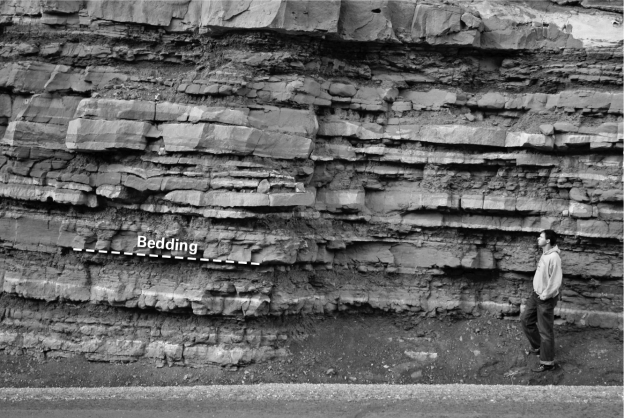 What type of rock is shown in the photo?   A)  sedimentary B)  igneous C)  metamorphic D)  crystalline