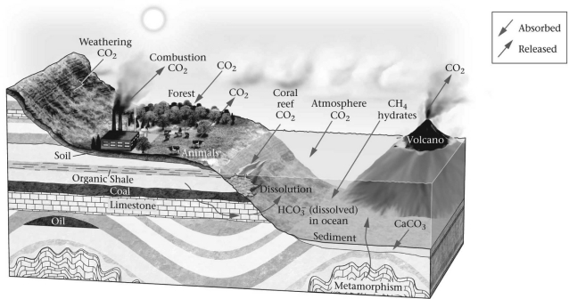 The figure below shows parts of the global carbon cycle.Which chemicals are also parts of the carbon cycle?   A)  CO (carbon monoxide) ,C (graphite or diamond) ,and CO<sub>3</sub> (carbon trioxide)  B)  CH<sub>4</sub> (methane) ,O<sub>3</sub> (ozone) ,and C (graphite or diamond)  C)  CH<sub>4 </sub>(methane) ,HCO<sub>3</sub><sup>-</sup> (bicarbonate) ,and CaCO<sub>3</sub> (calcite)  D)  CO (carbon monoxide) ,CO<sub>3 </sub>(carbon trioxide) ,and CaCO<sub>3</sub> (calcite) 
