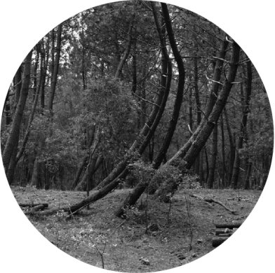 Tree trunks that have a pronounced curvature at their base are indicative of ___________.   A)  creep B)  an avalanche C)  solifluction D)  a slump