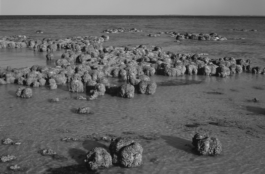 Stromatolites are layered structures produced by the activity of   A)  dinosaurs. B)  methanogens. C)  cyanobacteria. D)  green algae.