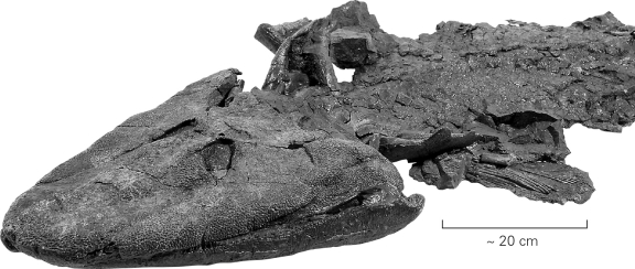The fossil fish Tiktaalik made headlines in 2005 because it   A)  was preserved with a hook in its mouth and represents the oldest evidence of human fishing. B)  was the largest shark ever recovered from the fossil record. C)  represents a transitional form between lobe-finned fish and terrestrial vertebrates. D)  was found alive in the modern deep ocean; previously,the fish was thought to be extinct.
