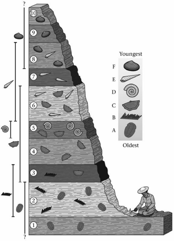 The oldest geologic unit is   A)  Layer 1 B)  Layer 8 C)  Layer 5 D)  Layer 10