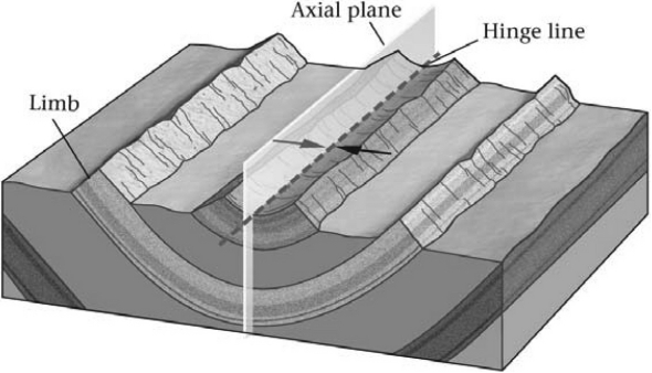In the image below,the rocks have been bent into an elongate trough.This is a(n) ________.   A)  anticline B)  basin C)  dome D)  syncline