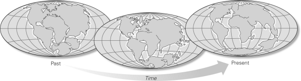 As shown below,Wegener proposed continental drift after he observed evidence from fossils,glacial deposits,and the fit of the continents that suggested all of the continents were once   A)  aligned north to south along the prime meridian. B)  aligned east to west along the equator. C)  combined to form a supercontinent he termed Rodinia. D)  combined to form a supercontinent he termed Pangaea.