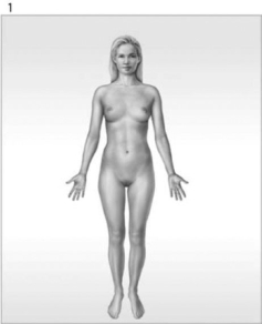         Figure 1-1 The Organ Systems of the Human Body Use Figure 1-1 to answer the following questions: -What is/are the function(s) of the organ system labeled #3? A)  help control body temperature B)  provides support; produces heat C)  provides support; protects tissues; stores minerals D)  directs immediate responses to stimuli E)  defends against infection and disease