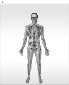         Figure 1-1 The Organ Systems of the Human Body Use Figure 1-1 to answer the following questions: -What is/are the function(s) of the organ system labeled #3? A)  help control body temperature B)  provides support; produces heat C)  provides support; protects tissues; stores minerals D)  directs immediate responses to stimuli E)  defends against infection and disease