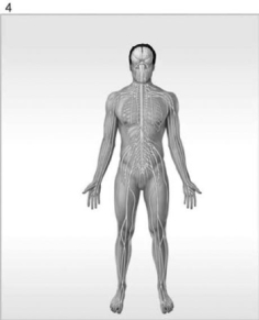         Figure 1-1 The Organ Systems of the Human Body Use Figure 1-1 to answer the following questions: -What is/are the function(s) of the organ system labeled #3? A)  help control body temperature B)  provides support; produces heat C)  provides support; protects tissues; stores minerals D)  directs immediate responses to stimuli E)  defends against infection and disease