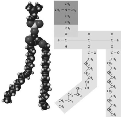   Figure 2-3 A Structure Use Figure 2-3 to answer the following question: -Indicate the primary function(s) of the structure shown in the figure. A)  structural component of cell membranes B)  storage of glucose molecules C)  energy source D)  structural component of cell membranes, hormones, and digestive secretions in bile E)  energy source, energy storage, and insulation