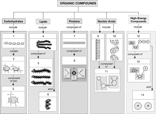   Figure 2-4 An Overview of the Structures of Organic Compounds in the Body Use Figure 2-4 to answer the following questions: -Glucose-based starches are an example of the structure labeled #1.Identify the structure. A)  triglyceride B)  polysaccharide C)  glycerol D)  steroid E)  phospholipid