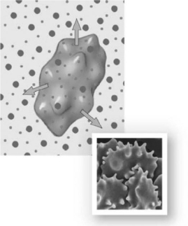   Photo Credit: Steve Gschmeissner / Photo Researchers, Inc. Figure 3-1 A Red Blood Cell Use Figure 3-1 to answer the following question: -Choose the correct description for the preceding image. A)  The cell is in a hypotonic saline solution. B)  Osmotic flow does not occur across the plasma membrane of the cell. C)  As the current condition of the cell continues, its plasma membrane may rupture or lyse. D)  The cell is in equilibrium with the solution in that as one water molecule moves out of the cell, another moves in to replace it. E)  As water moves out of the cell, crenation occurs.