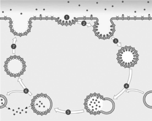   Figure 3-2 A Process Use Figure 3-2 to answer the following questions: -Identify the primary process that is featured in the preceding image. A)  receptor-mediated endocytosis B)  pinocytosis C)  sodium-potassium exchange D)  phagocytosis E)  facilitated diffusion