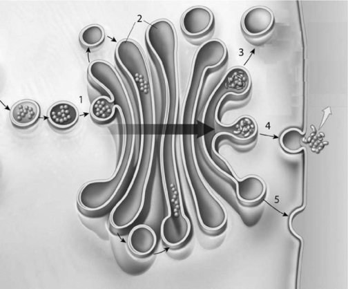   Figure 3-4 Protein Synthesis Use Figure 3-4 to answer the following questions: -Identify the organelle shown in the figure,which is described as stacks of flattened membranes containing chambers. A)  flagellum B)  RER C)  mitochondrion D)  Golgi apparatus E)  SER