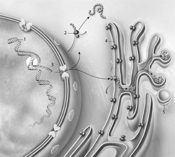   Figure 3-5 Protein Synthesis Use Figure 3-5 to answer the following question: -Structure #4 is where the protein A)  folds into its 3D shape and is possibly modified. B)  is converted into mRNA. C)  is released out of the cell. D)  combined with DNA to form nucleoproteins. E)  is endocytosed.