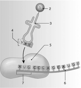   Figure 3-7 Translation Use Figure 3-7 to answer the following questions: -Identify the anticodon in the image. A)  4 B)  7 C)  5 D)  2 E)  6