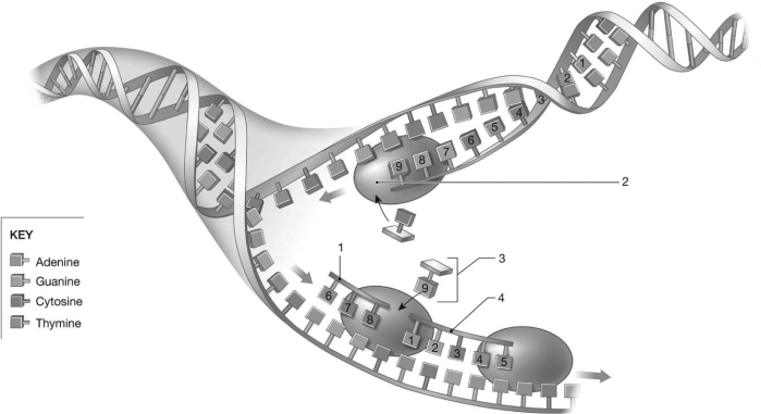   Figure 3-8 A Process Use Figure 3-8 to answer the following questions: -Identify the process featured in the image. A)  translation B)  replication C)  transcription D)  mitosis E)  meiosis