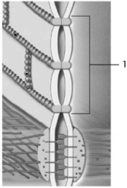   Figure 4-1 A Cell Junction Use Figure 4-1 to answer the following question: -Identify the cellular junction labeled 1. A)  hemidesmosome B)  gap junction C)  spot desmosome D)  tight junction E)  connexon